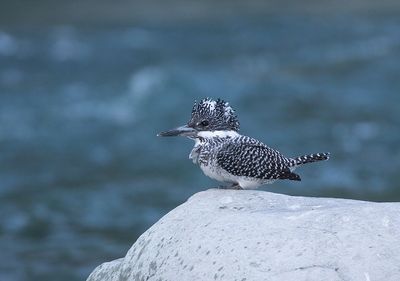 Crested Kingfisher