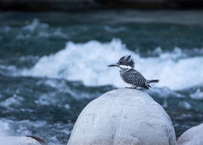 Crested Kingfisher