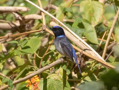Small Niltava