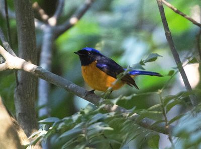 Rufous-bellied Niltava