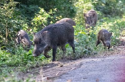 Indian Boar