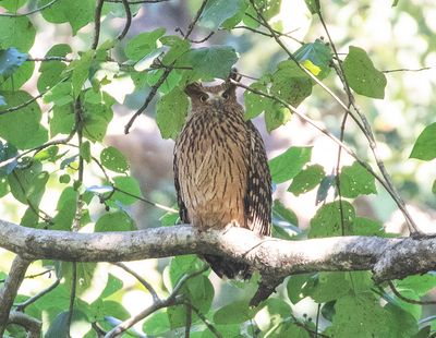 Tawny Fish Owl