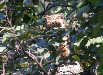 Tawny Fish Owl
