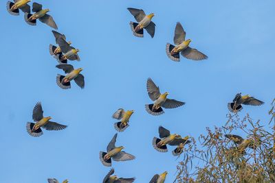 Yellow-footed Green-Pigeon