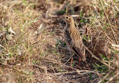 Paddyfield Pipit