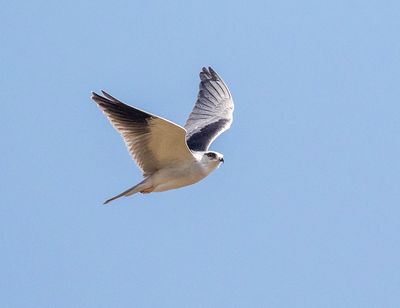 Black-winged Kite
