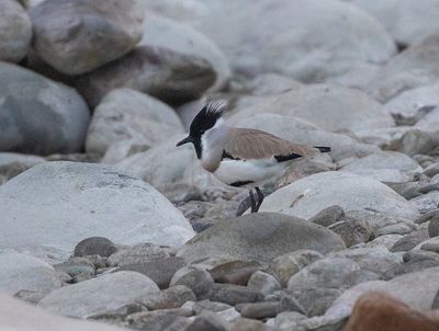 River Lapwing