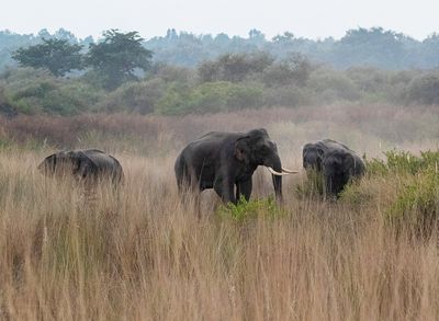 Asian elephant