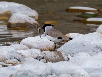 River Lapwing