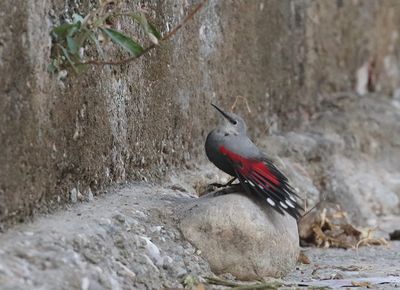 Wallcreeper