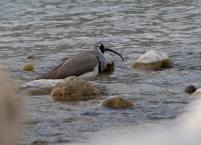 Ibisbill