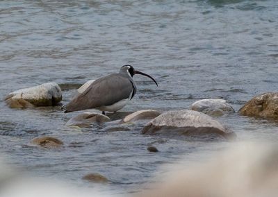 Ibisbill