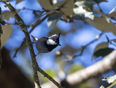 Black crested Tit