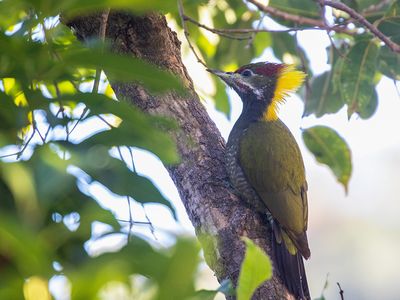 Lesser Yellownape