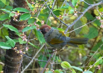 Chestnut-crowned Laughingthrush