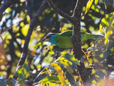 Blue-throated Barbet