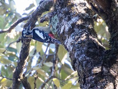 Himalayan Woodpecker