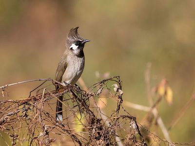 Himalayan Bulbul