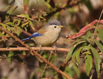 Blue-winged Minla