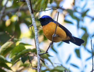 Rufous-bellied Niltava