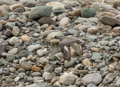 Ibisbill