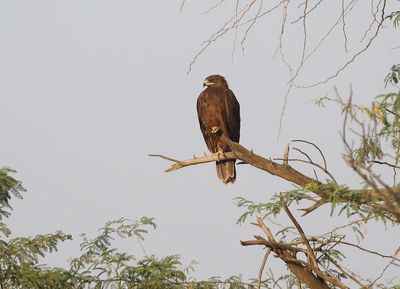 Greater Spotted Eagle