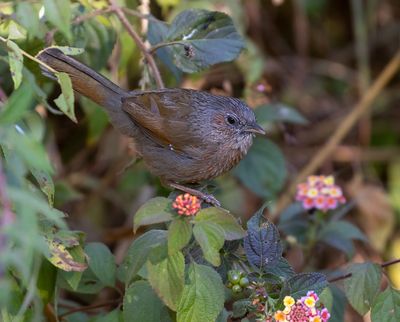 Streaked Laughingthrush