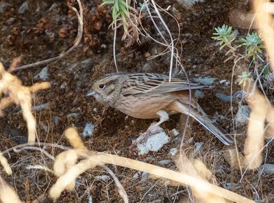Rock Bunting