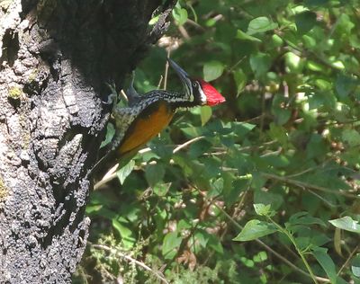 Greater Flameback