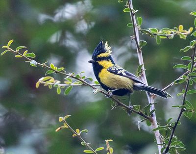 Himalayan Black-lored Tit