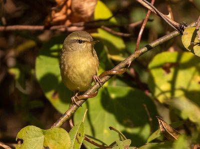 Aberrant Bush Warbler