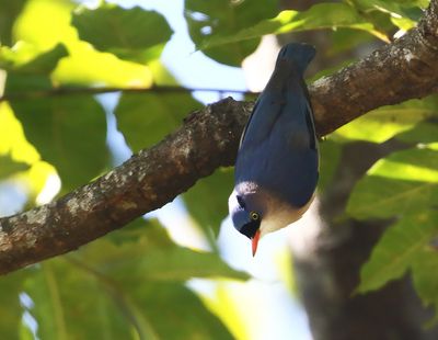 Velvet-fronted Nuthatch
