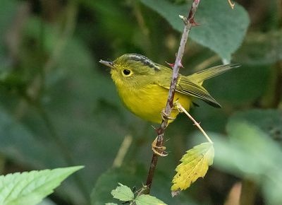 Whistler's Warbler