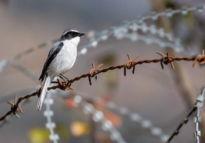 Grey Bush Chat