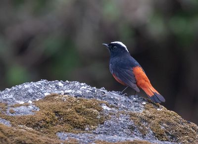 White-capped Redstart