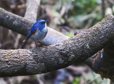 Himalayan Bluetail