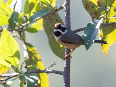 Black-throated Bushtit