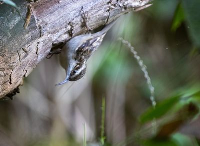 Bar-tailed Treecreeper