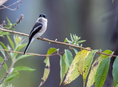 Bar-winged Flycatcher-shrike