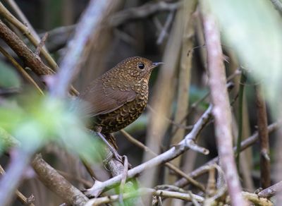 Pygmy Cupwing
