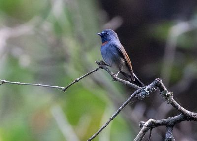 Rufous-gorgeted Flycatcher
