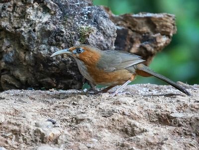 Rusty-cheeked Scimitar Babbler