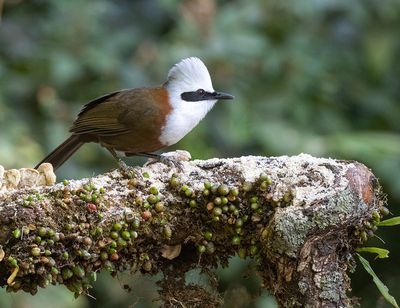 White-crested Laughingthrush