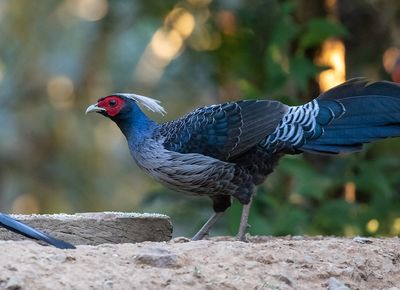 Kalij Pheasant