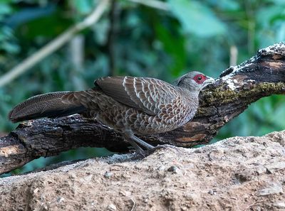 Kalij Pheasant