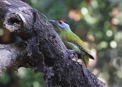 Grey-headed Woodpecker