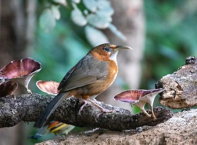 Rusty-cheeked Scimitar Babbler