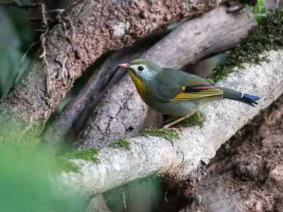 Red-billed Leiothrix