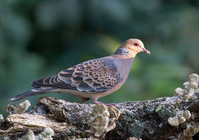 Oriental Turtle Dove