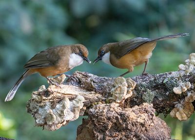 White-throated Laughingthrush